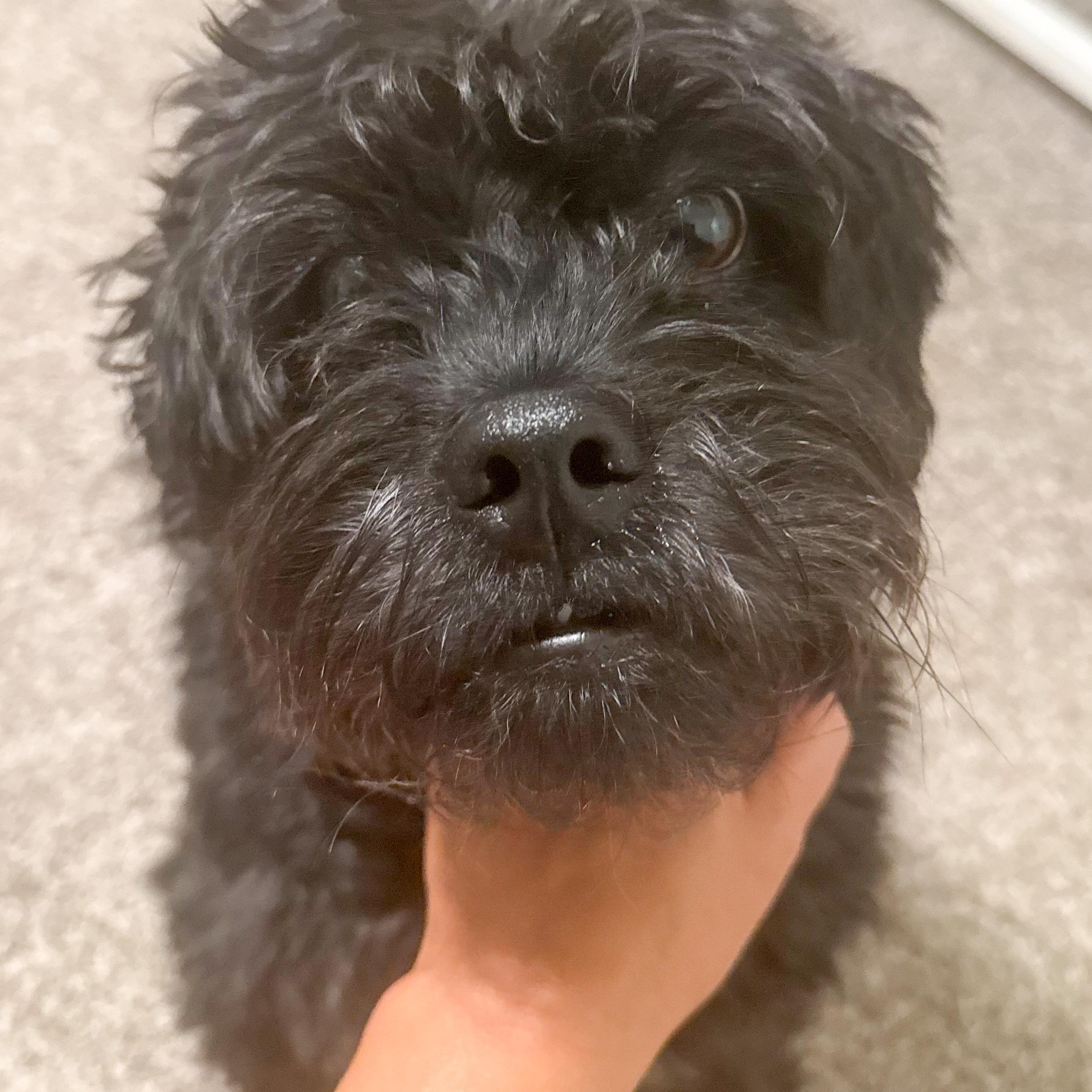 Ginger and Waylon, an adoptable Morkie, Shih poo in Toledo, OH, 43615 | Photo Image 3