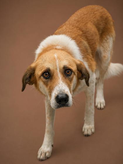 Jenny- SPONSORED!, a Adoptable mixed breed in Bowling Green, KY image 1/2