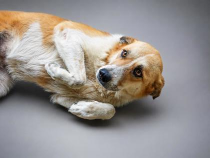Jenny- SPONSORED!, a Adoptable mixed breed in Bowling Green, KY image 2/2