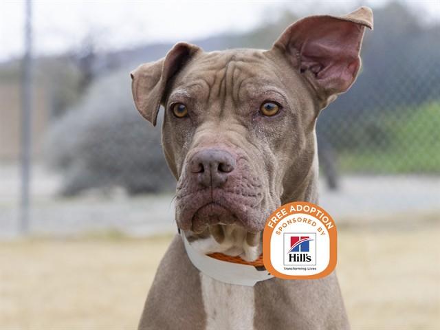 Enlarge DELILAH, a Adoptable Pit Bull Terrier in Phoenix, AZ image 1/1