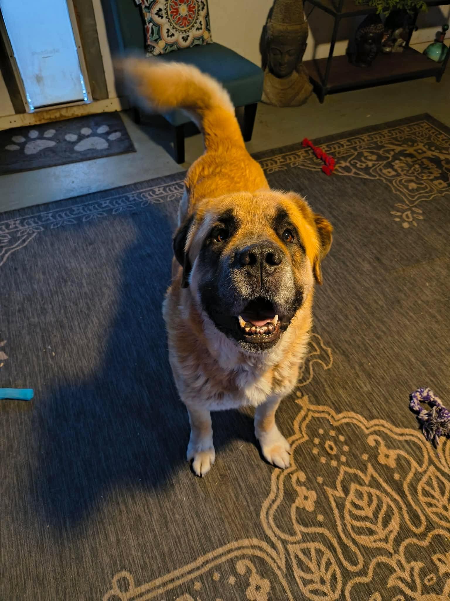 Enlarge Bruno, a Adoptable mixed breed in Midway, UT image 1/1