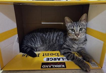 Enlarge Mariner, a Adoptable Domestic Short Hair in Morton Grove, IL image 1/1