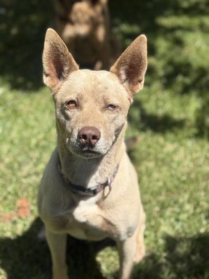 Kim, Adoptable, Young Female Siberian Husky & Pit Bull Terrier.