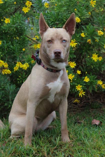 Kim, a Adoptable mixed breed in Santa Paula, CA image 2/3