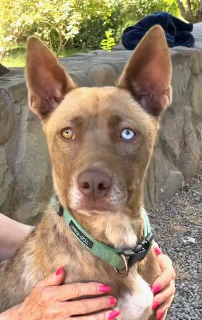 Kim, a Adoptable mixed breed in Santa Paula, CA image 3/3