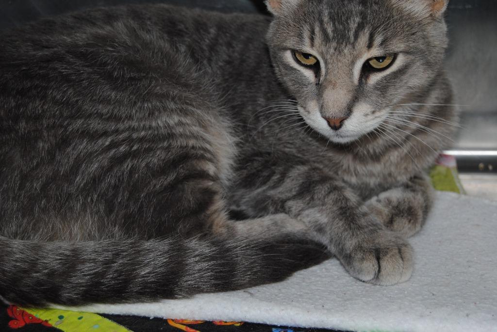 5687 Simon, Adoptable, Young Male Domestic Short Hair.