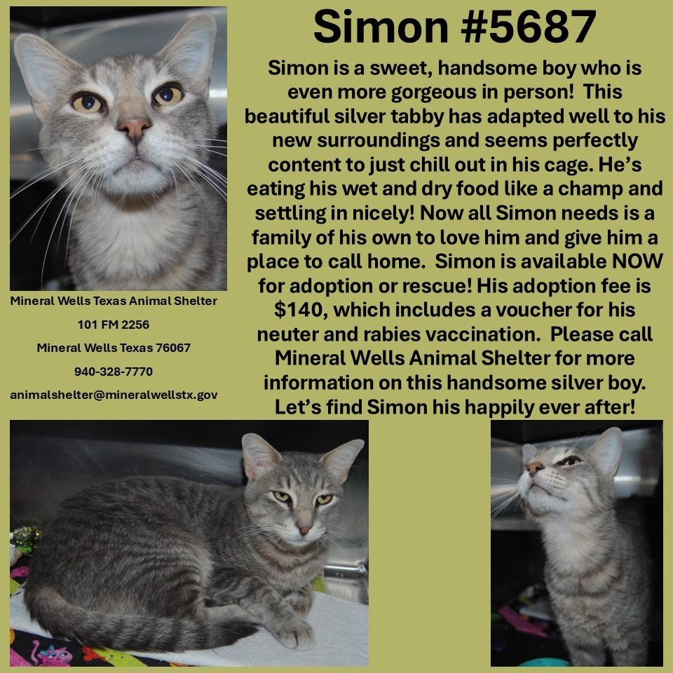 Enlarge 5687 Simon, a Adoptable mixed breed in Mineral Wells, TX image 2/2
