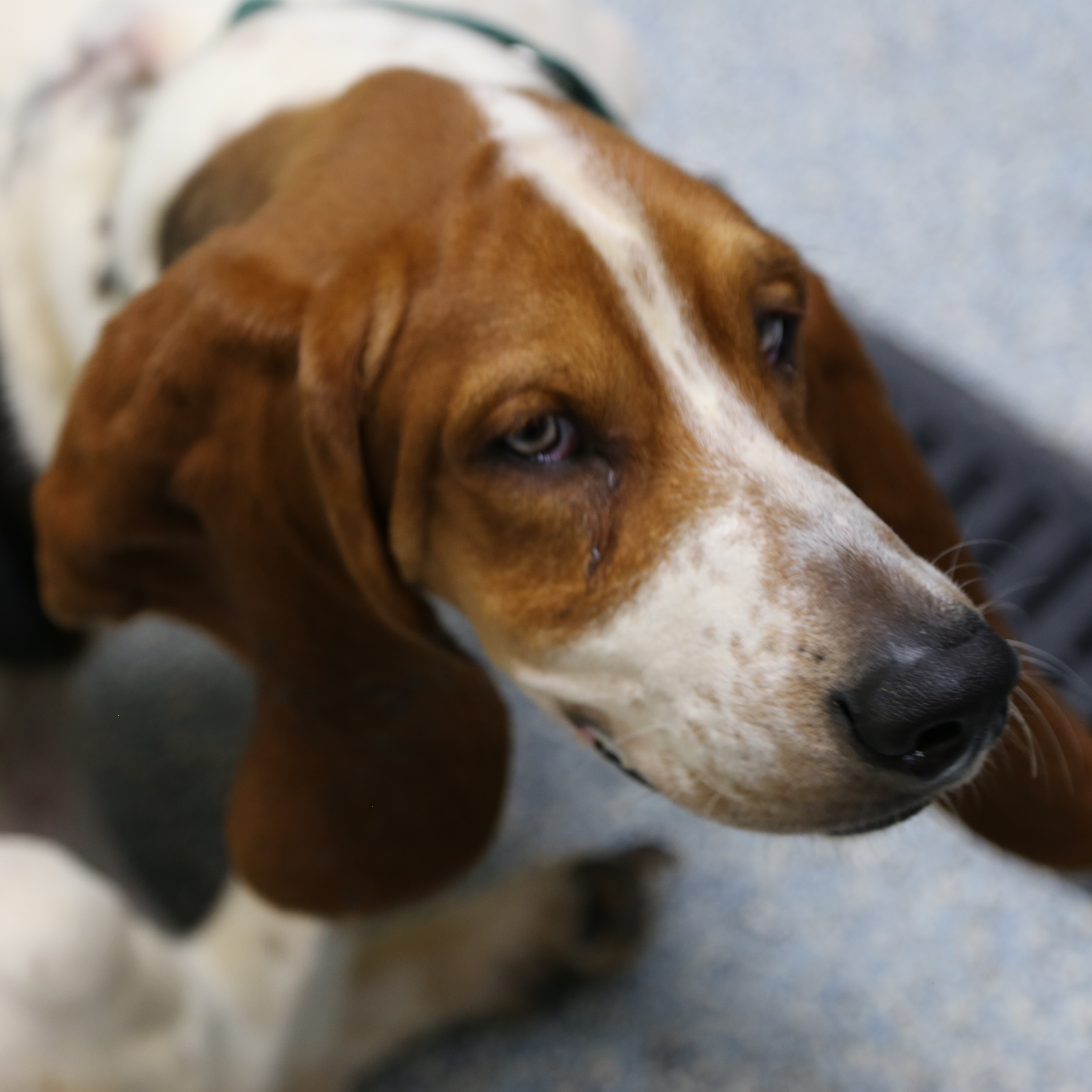 Dog for adoption Mosby, a Basset Hound in Charleston, SC Petfinder