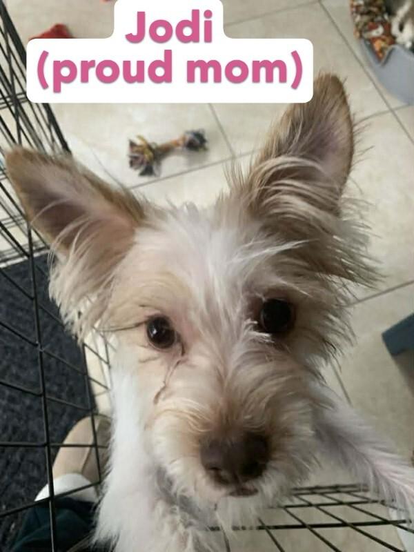 Jodi, Adoptable, Adult Female Mixed Breed.