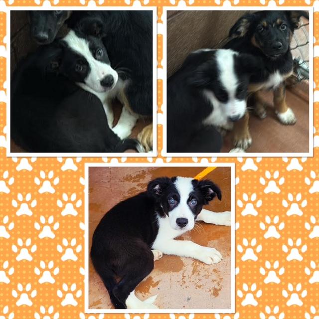 Enlarge JASPER, a ADOPTABLE mixed breed in Buckhannon, WV image 1/1