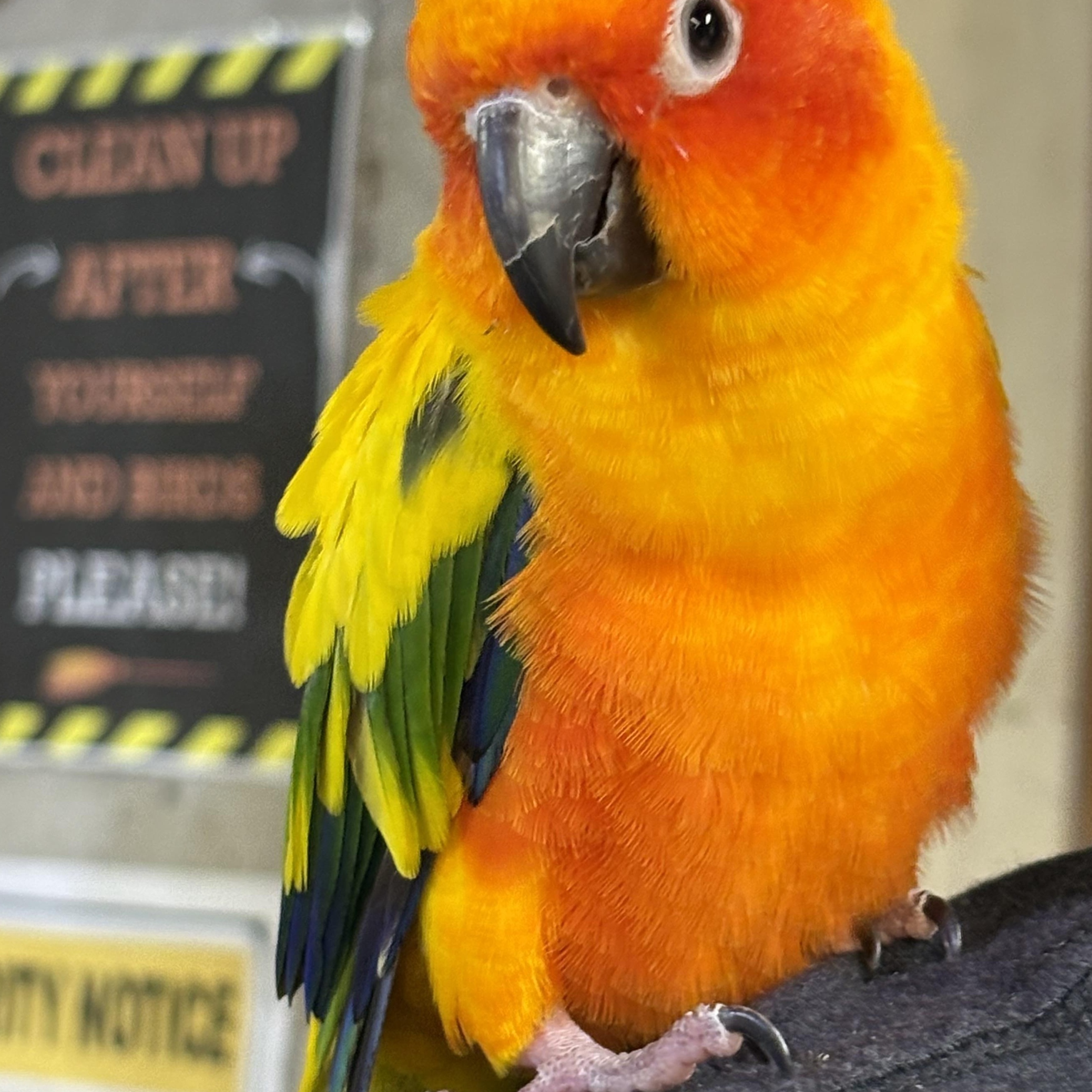 Enlarge Tequila Sunrise, an adoptable Conure in Lenexa, KS image 1/1