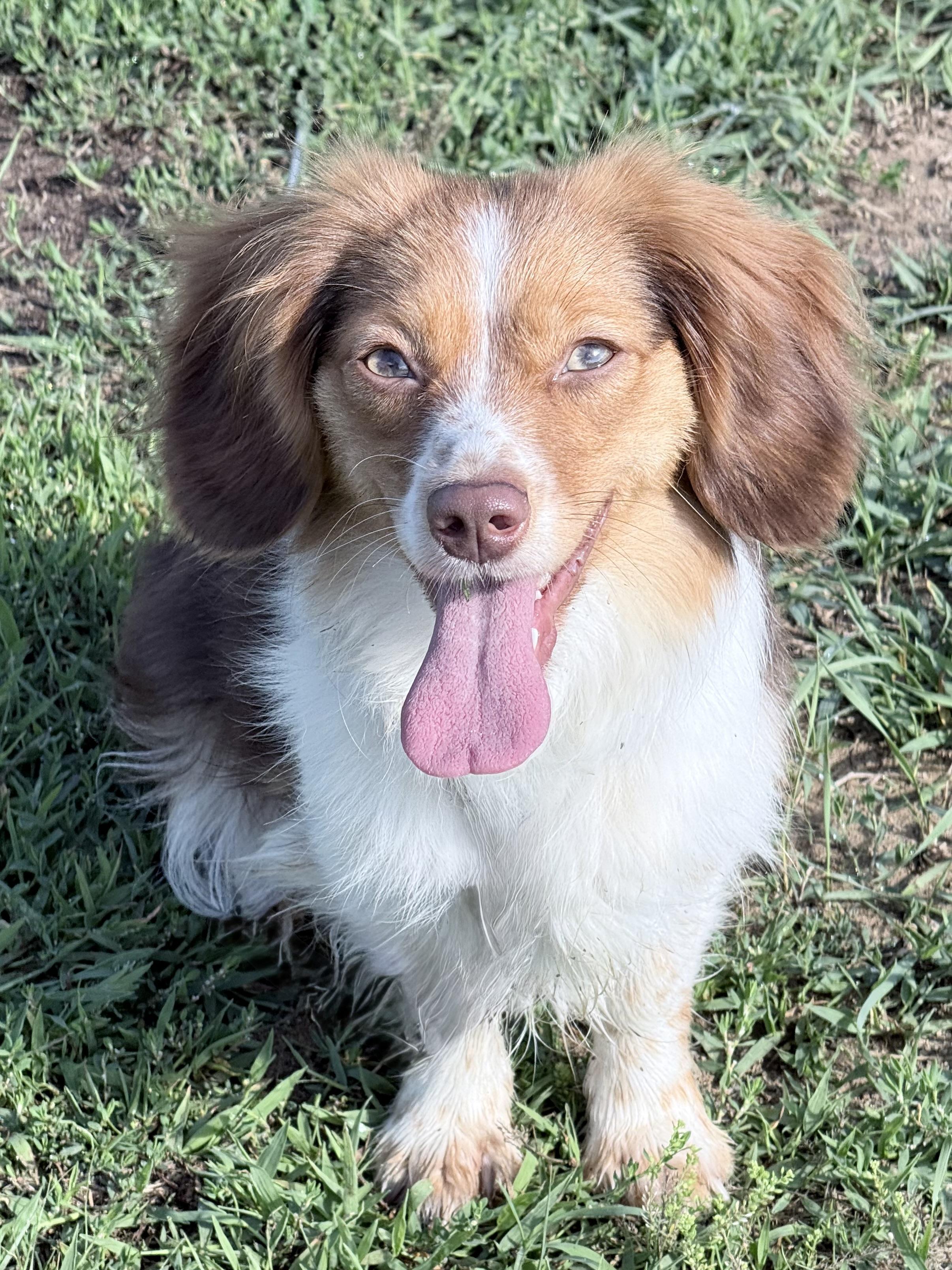 Freckles (Toy Aussie), a Adoptable mixed breed in South Saint Paul, MN image 4/4