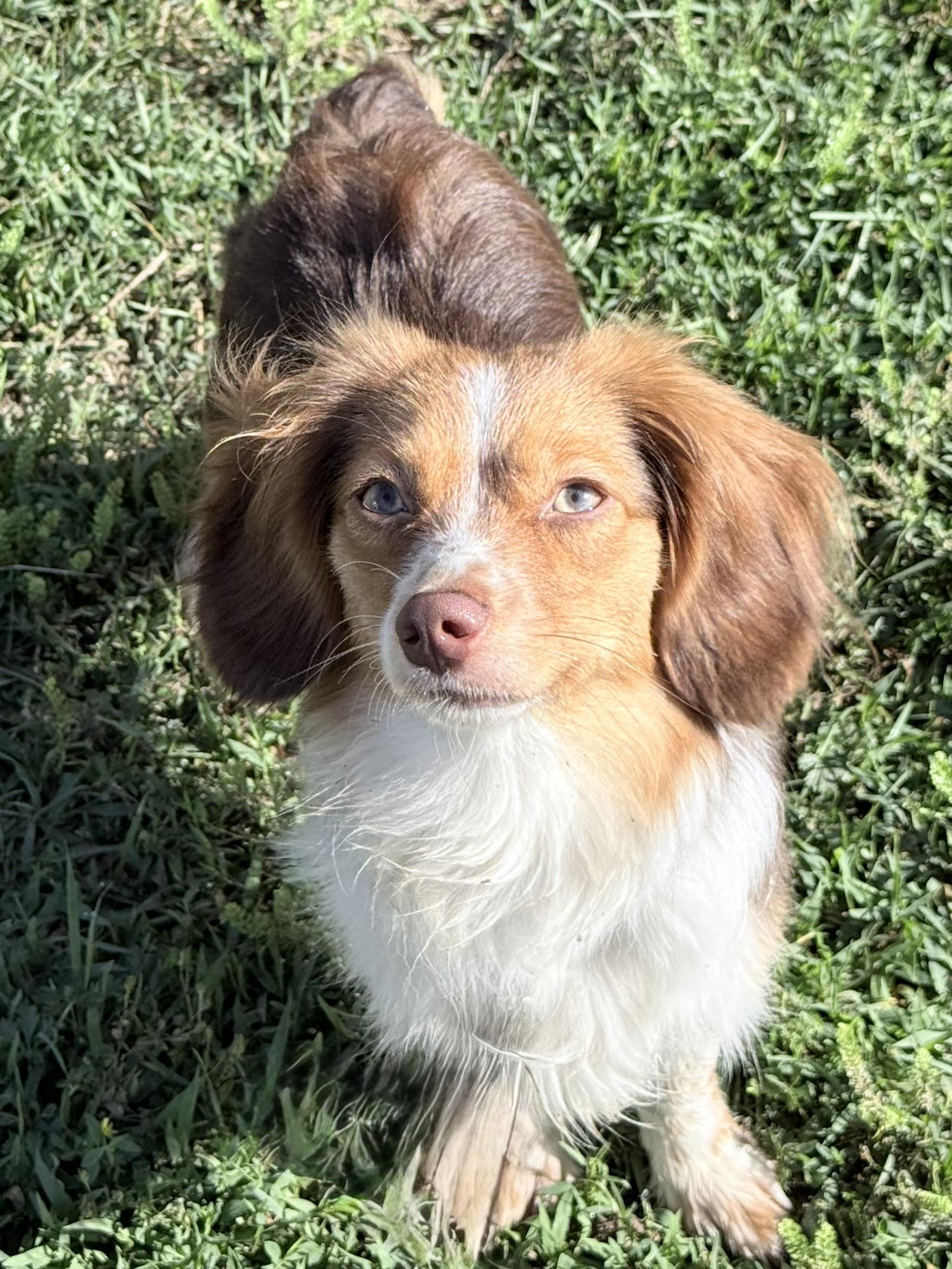 Freckles (Toy Aussie), a Adoptable mixed breed in South Saint Paul, MN image 2/4
