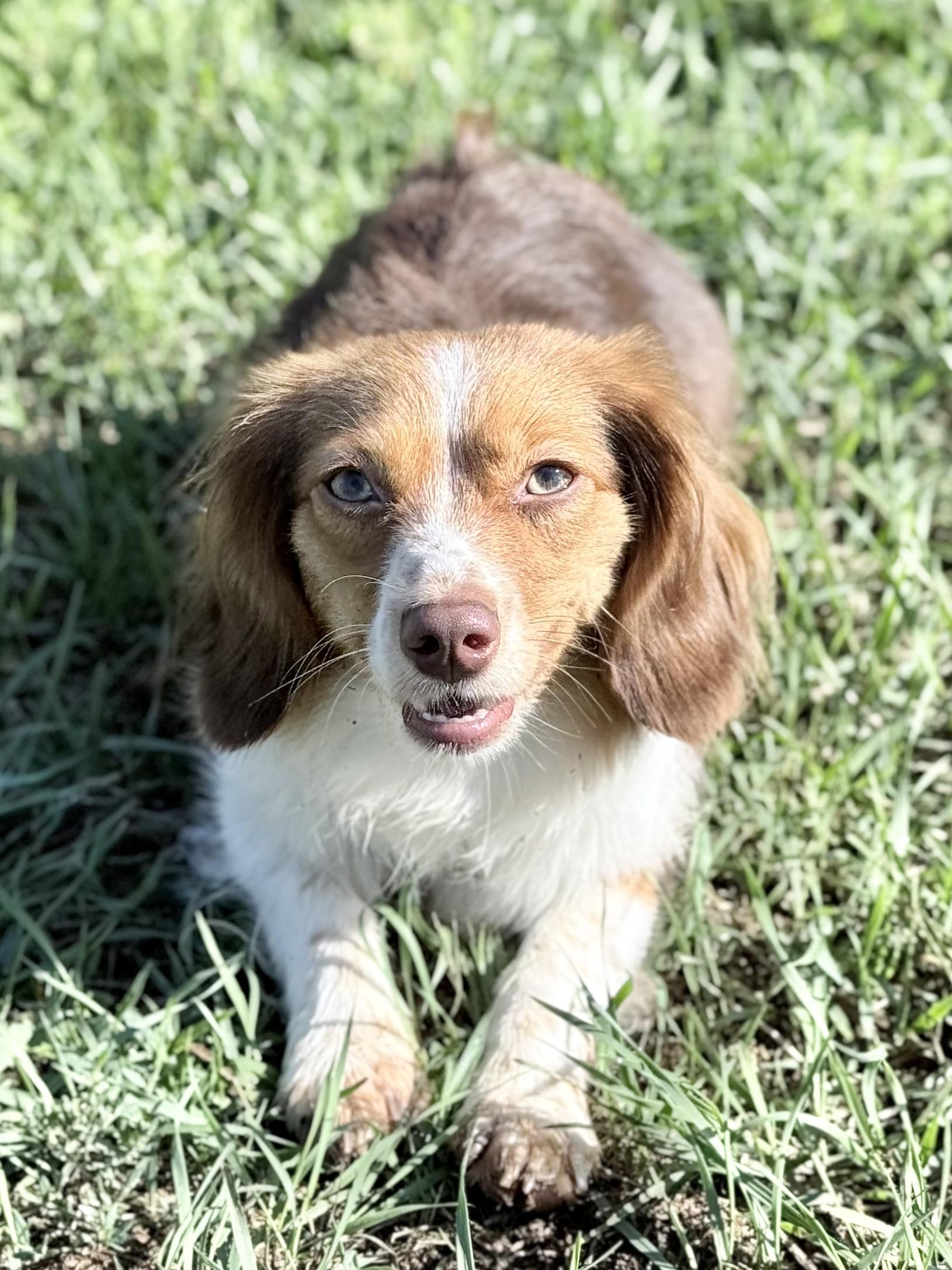 Freckles (Toy Aussie), a Adoptable mixed breed in South Saint Paul, MN image 3/4