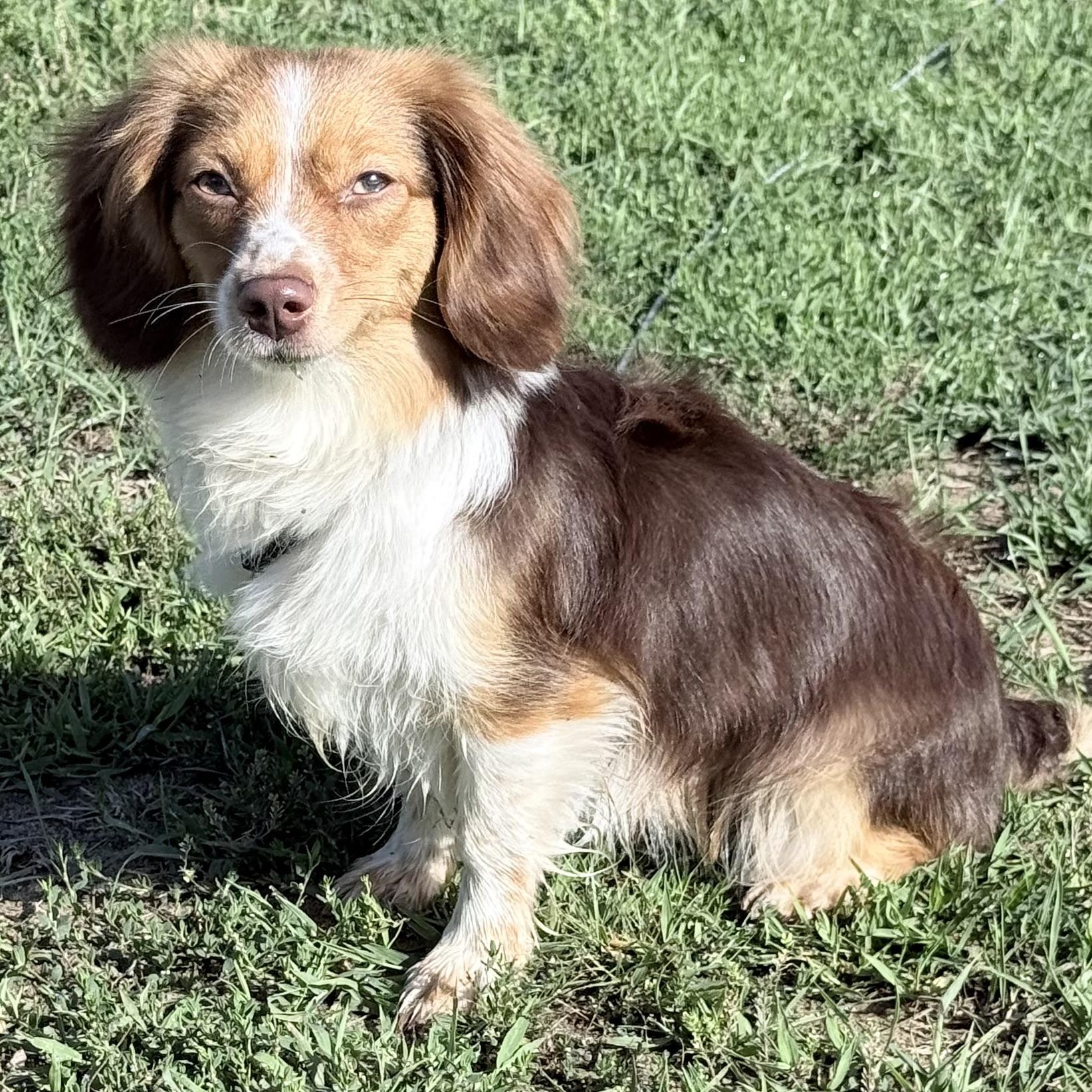 Freckles (Toy Aussie), Adoptable, Young Female Australian Shepherd & Dachshund.