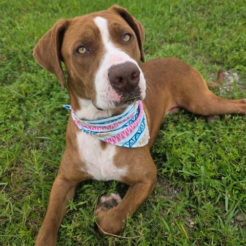 Enlarge Rocky, a Adoptable Pit Bull Terrier in Kansas City, MO image 1/6