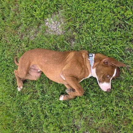 Enlarge Rocky, a Adoptable Pit Bull Terrier in Kansas City, MO image 3/6