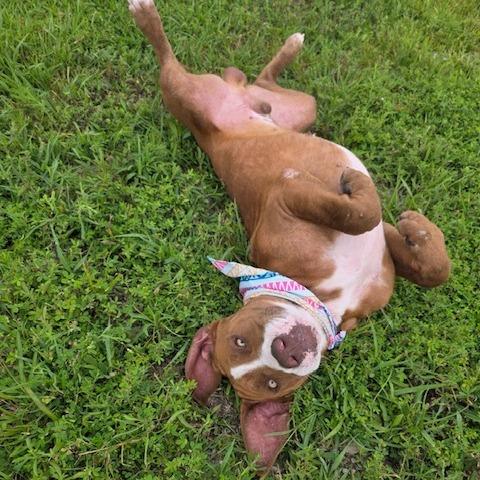 Enlarge Rocky, a Adoptable Pit Bull Terrier in Kansas City, MO image 5/6