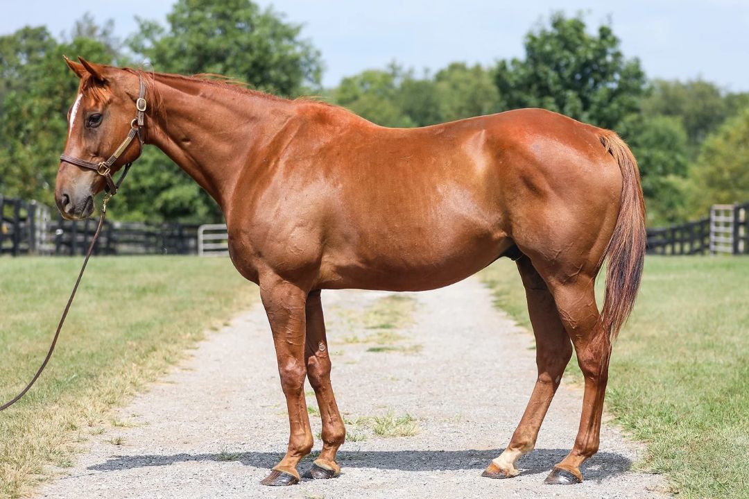 Visibility, a Adoptable Thoroughbred in Nicholasville, KY image 2/5