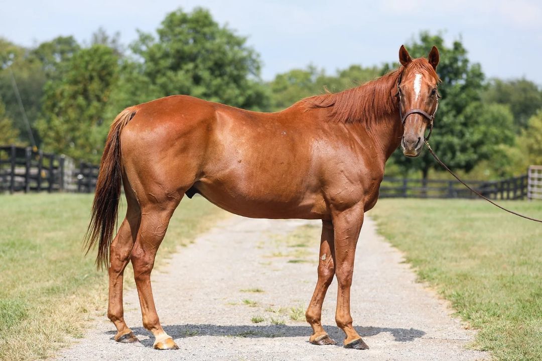 Visibility, a Adoptable Thoroughbred in Nicholasville, KY image 1/5