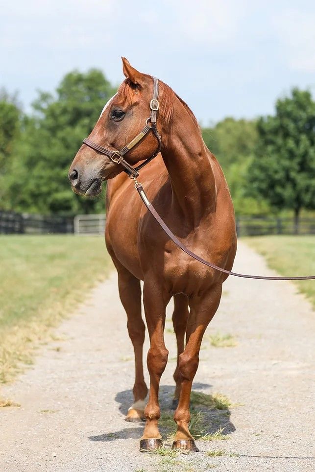 Visibility, a Adoptable Thoroughbred in Nicholasville, KY image 3/5