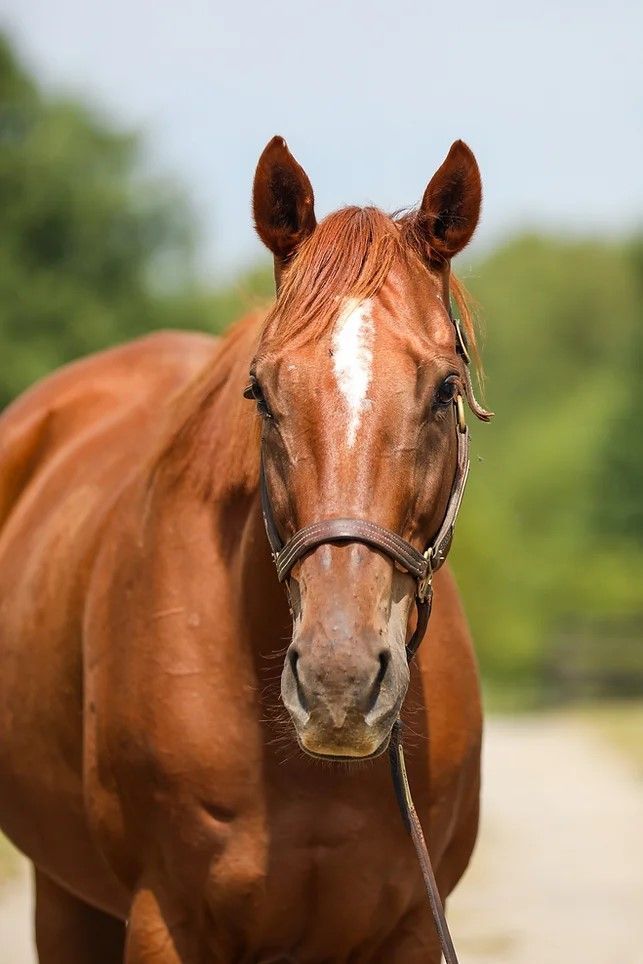 Visibility, a Adoptable Thoroughbred in Nicholasville, KY image 4/5