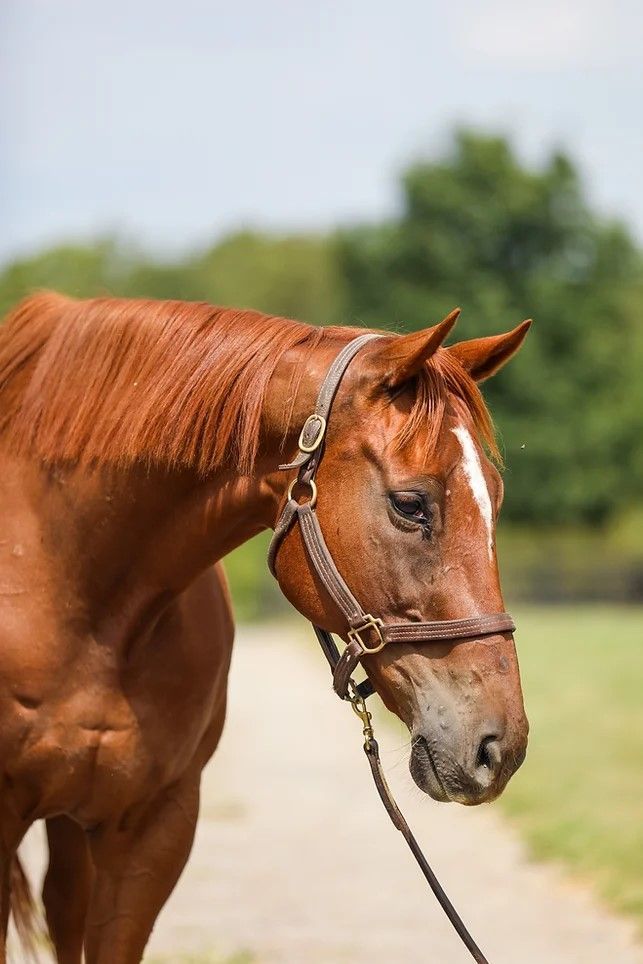 Visibility, a Adoptable Thoroughbred in Nicholasville, KY image 5/5