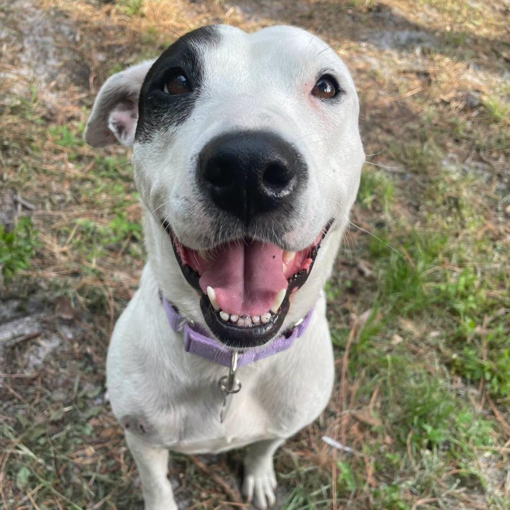Enlarge Flash, a Adoptable mixed breed in Sarasota, FL image 3/6