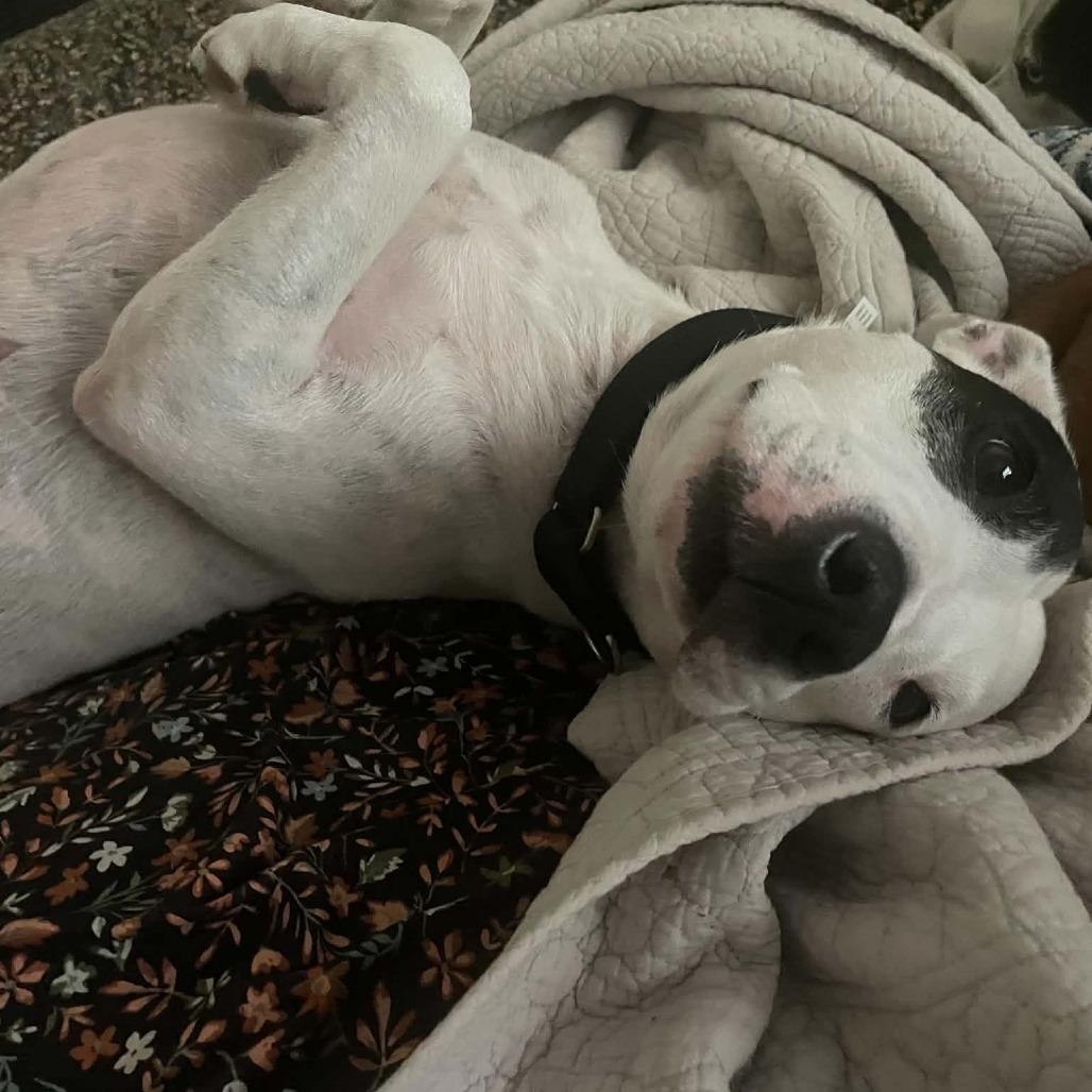 Enlarge Flash, a Adoptable mixed breed in Sarasota, FL image 4/6