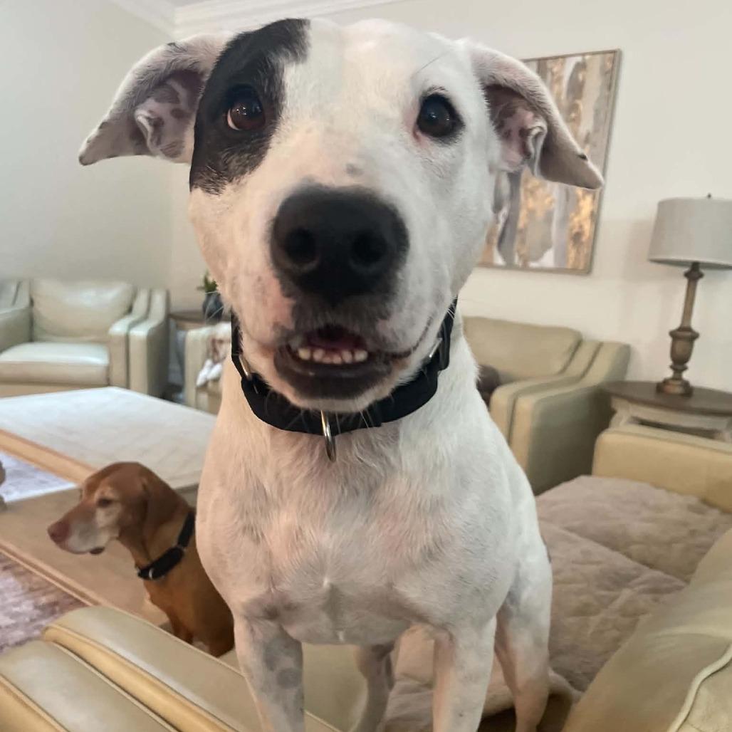 Enlarge Flash, a Adoptable mixed breed in Sarasota, FL image 6/6