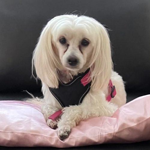Princess, Adoptable, Senior Female Maltipoo.