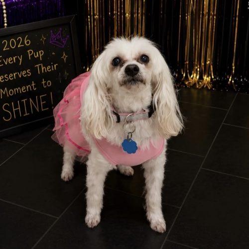Enlarge Princess, a Adoptable Maltipoo in Verona, NJ image 2/6