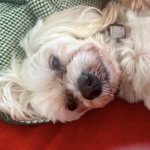 Enlarge Princess, a Adoptable Maltipoo in Verona, NJ image 3/6
