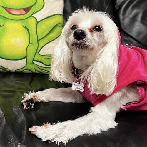 Enlarge Princess, a Adoptable Maltipoo in Verona, NJ image 4/6