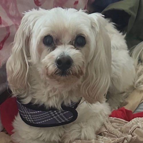 Enlarge Princess, a Adoptable Maltipoo in Verona, NJ image 4/5