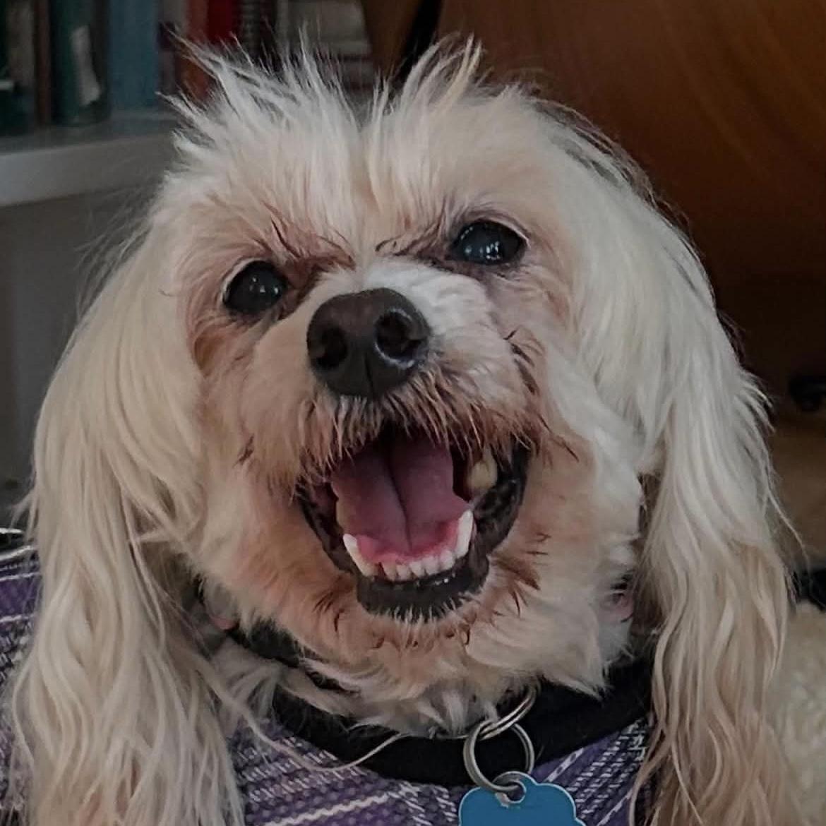 Enlarge Princess, a Adoptable Maltipoo in Verona, NJ image 5/6