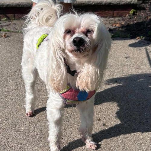 Enlarge Princess, a Adoptable Maltipoo in Verona, NJ image 6/6