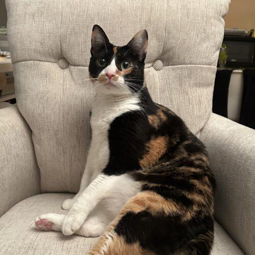 Enlarge Confetti, a Adoptable Calico in Toronto, ON image 1/5