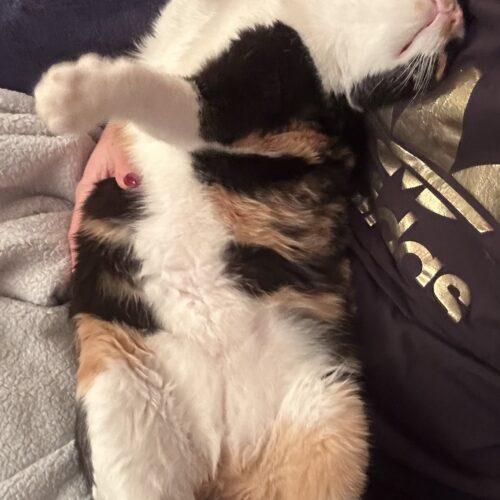 Enlarge Confetti, a Adoptable Calico in Toronto, ON image 3/5