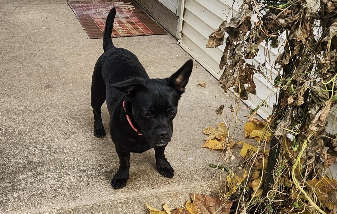 Enlarge Wednesday, a Adoptable Mixed Breed in Elkhorn, WI image 1/3