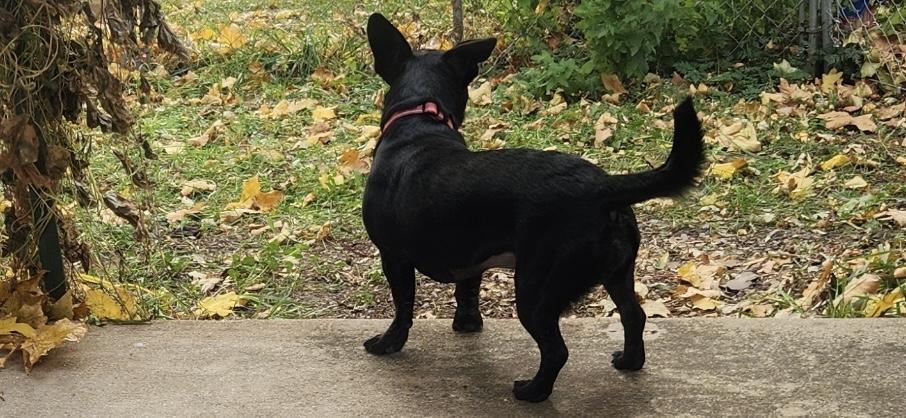 Enlarge Wednesday, a Adoptable Mixed Breed in Elkhorn, WI image 2/3