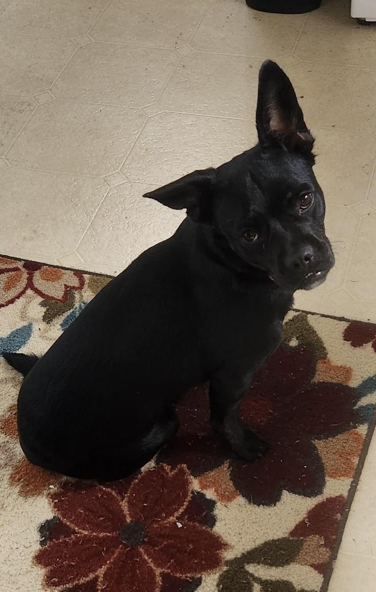 Enlarge Wednesday, a Adoptable Mixed Breed in Elkhorn, WI image 3/3