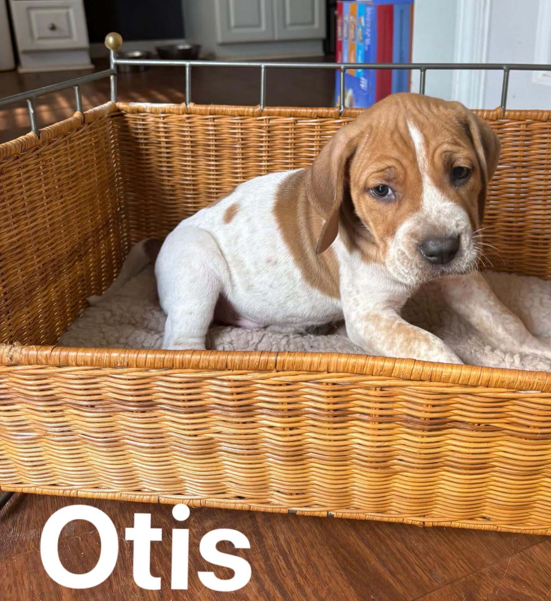 Otis, a Adoptable mixed breed in Pelzer, SC image 1/2