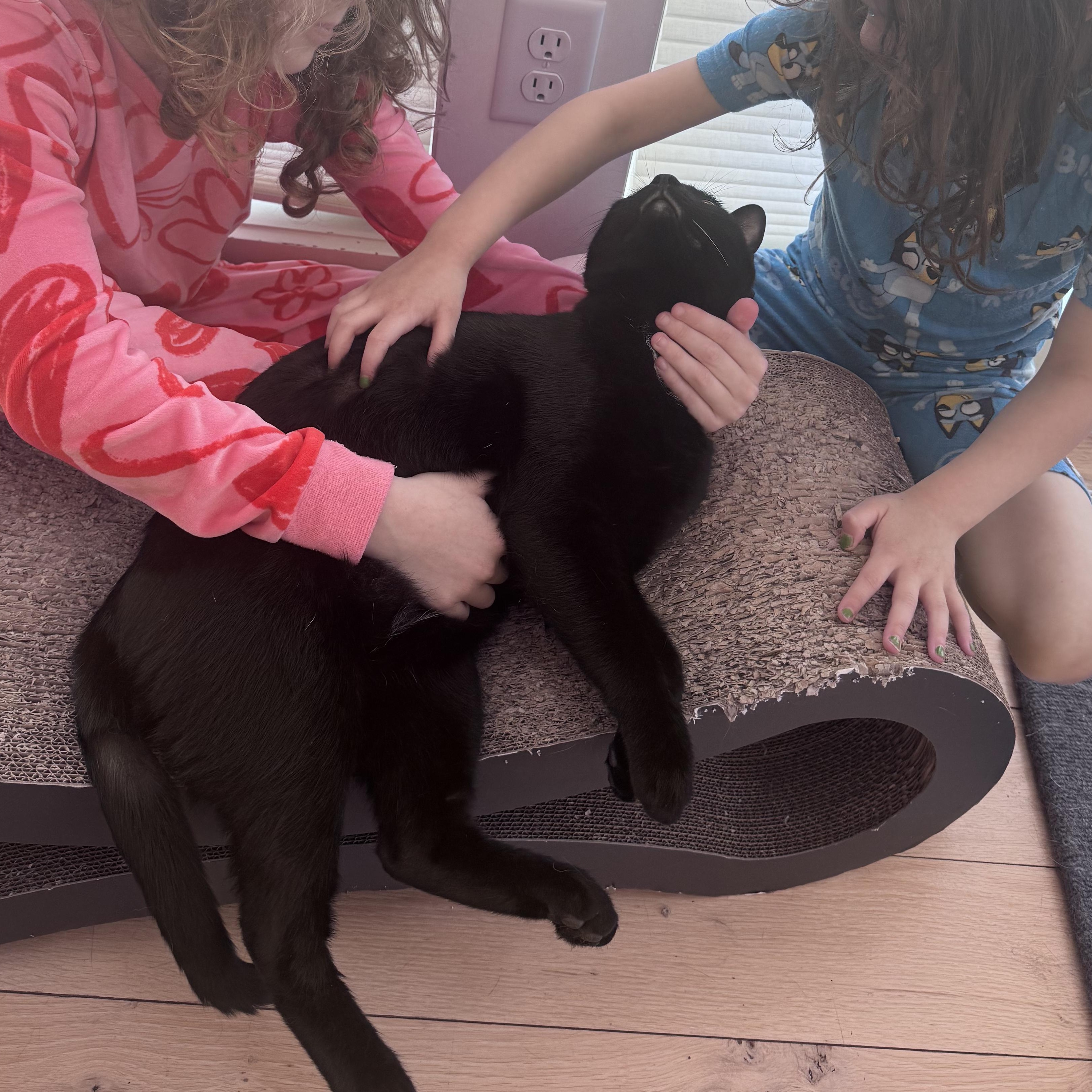Merlin, ADOPTABLE, Young Male Domestic Short Hair.