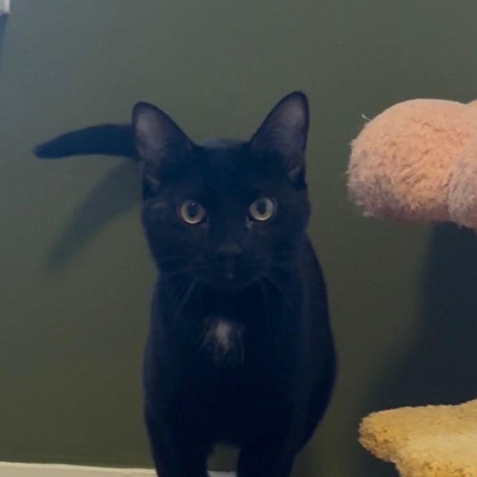 Merlin, a ADOPTABLE Domestic Short Hair in Huntington, MA image 4/6