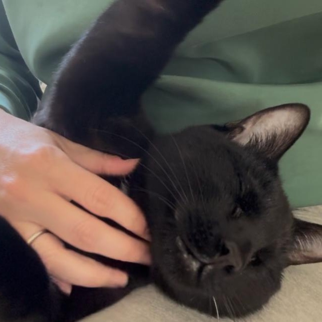 Merlin, a ADOPTABLE Domestic Short Hair in Huntington, MA image 6/6