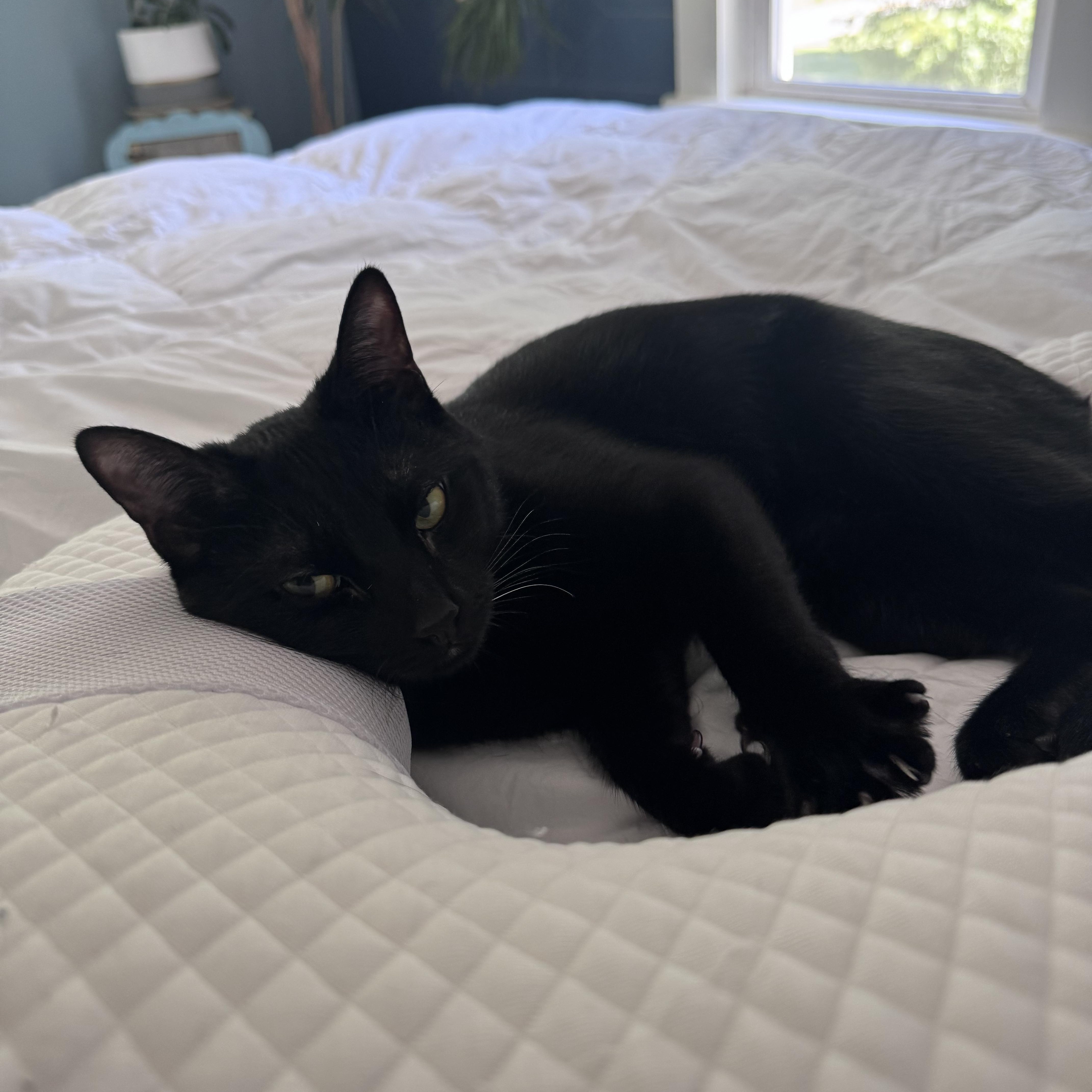 Merlin, a ADOPTABLE Domestic Short Hair in Huntington, MA image 2/6