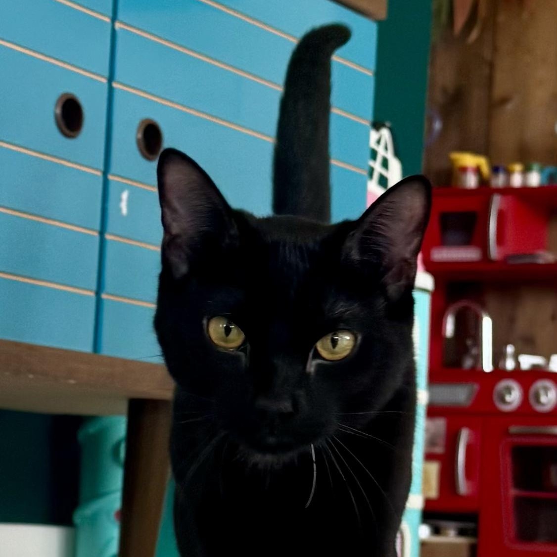 Merlin, a ADOPTABLE Domestic Short Hair in Huntington, MA image 3/6