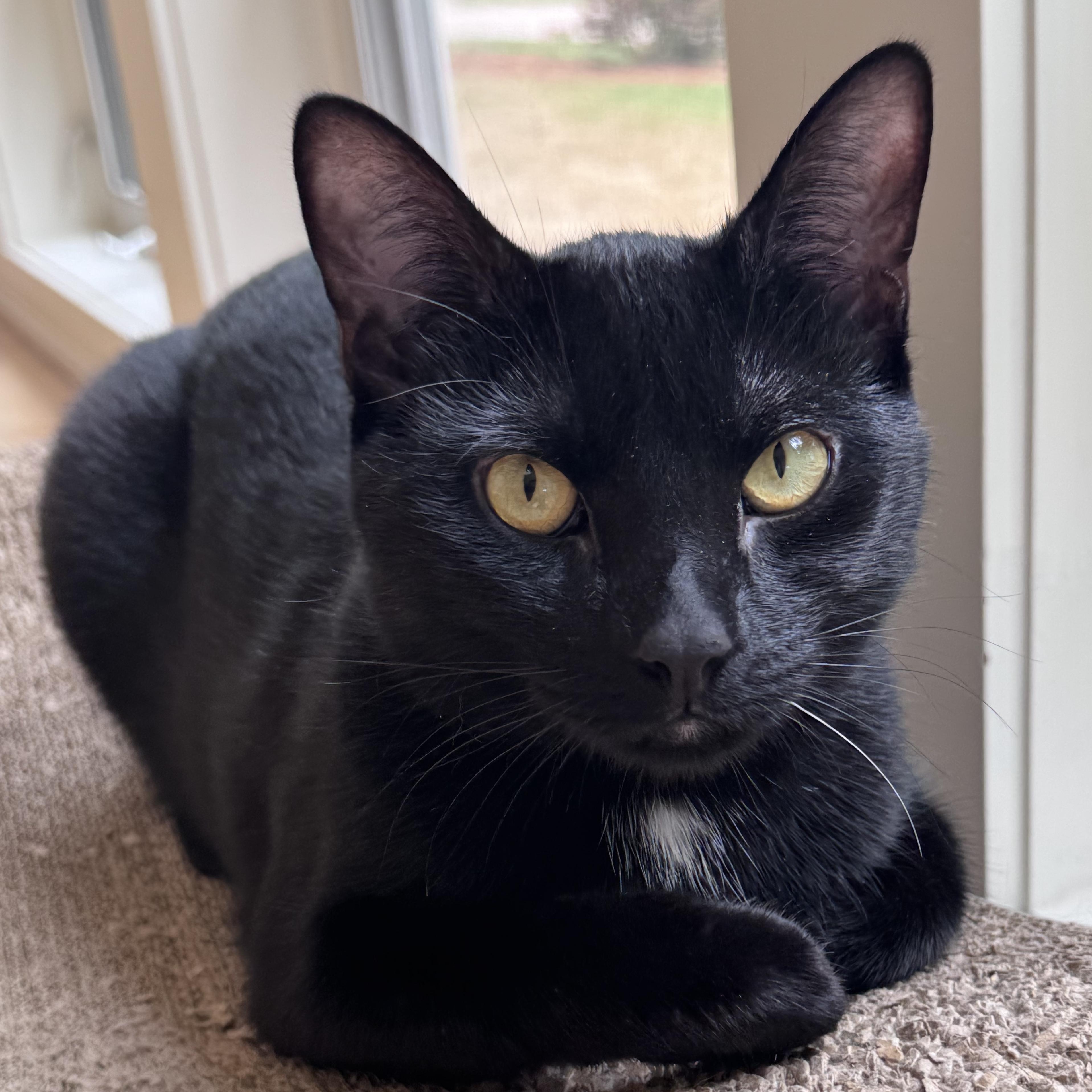 Merlin, a ADOPTABLE Domestic Short Hair in Huntington, MA image 5/6