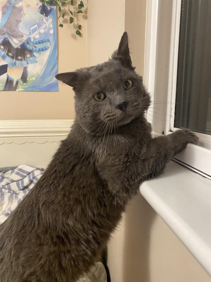 Enlarge Archie, a ADOPTABLE Domestic Short Hair in BURNABY, BC image 1/2
